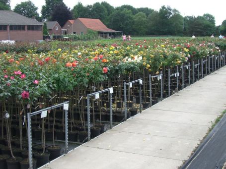 Lottum NL : Rosarium